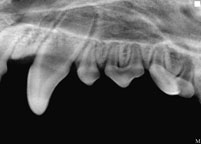 ImageWorks EVA Vet Select II Digital Dental X-Ray Sensor